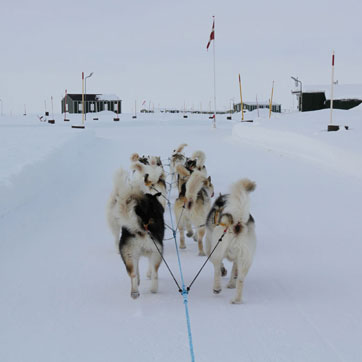En flok slædehunde fra Siriuspatruljen trækker en slæde i et snebeklædt landskab ved Station Nord. Der kan i forgrunden anes små huse og en flagstang med Dannebrog.